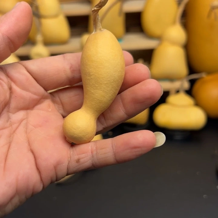 布*噜33636666666669899