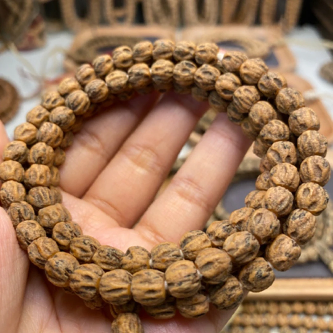 红芽深坑鬼脸柏香籽