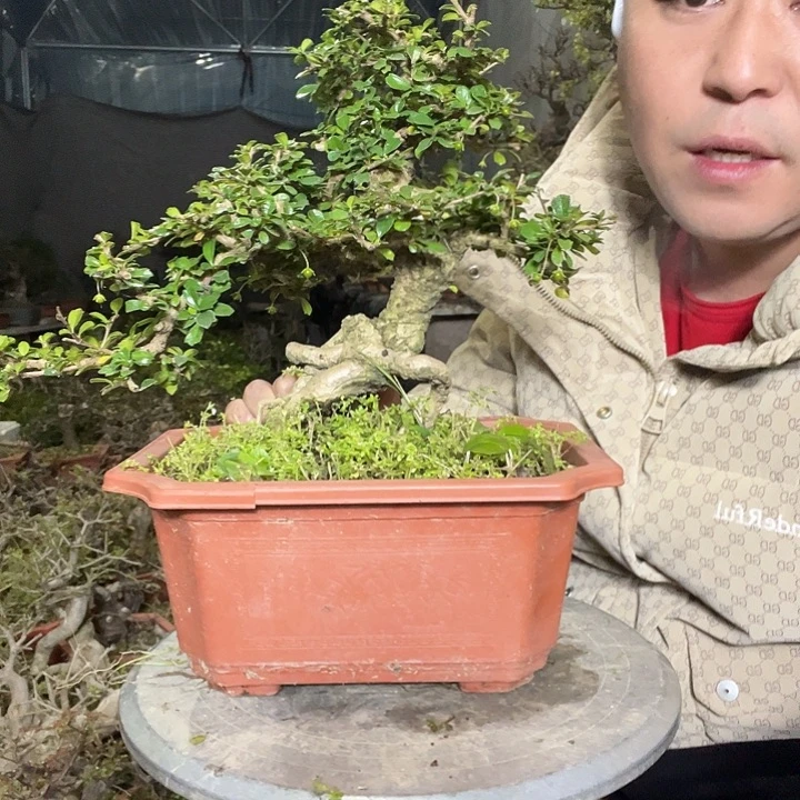 完全开放榆树等地区和地区建立