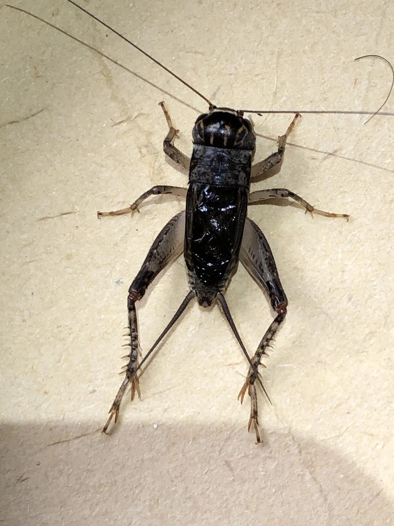 煜林堂7号精品斗蟋