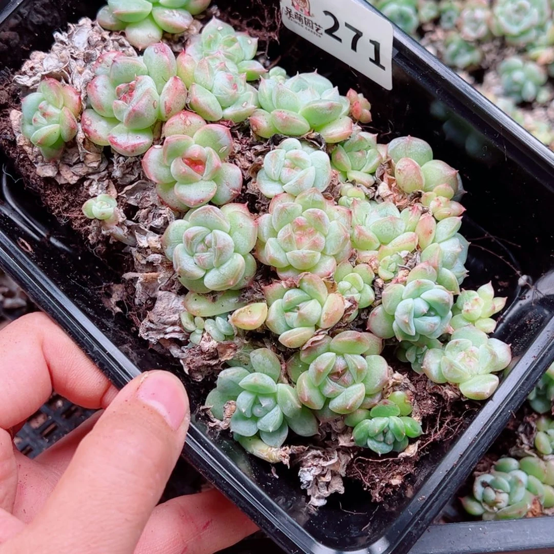 好****多肉植物多肉植物