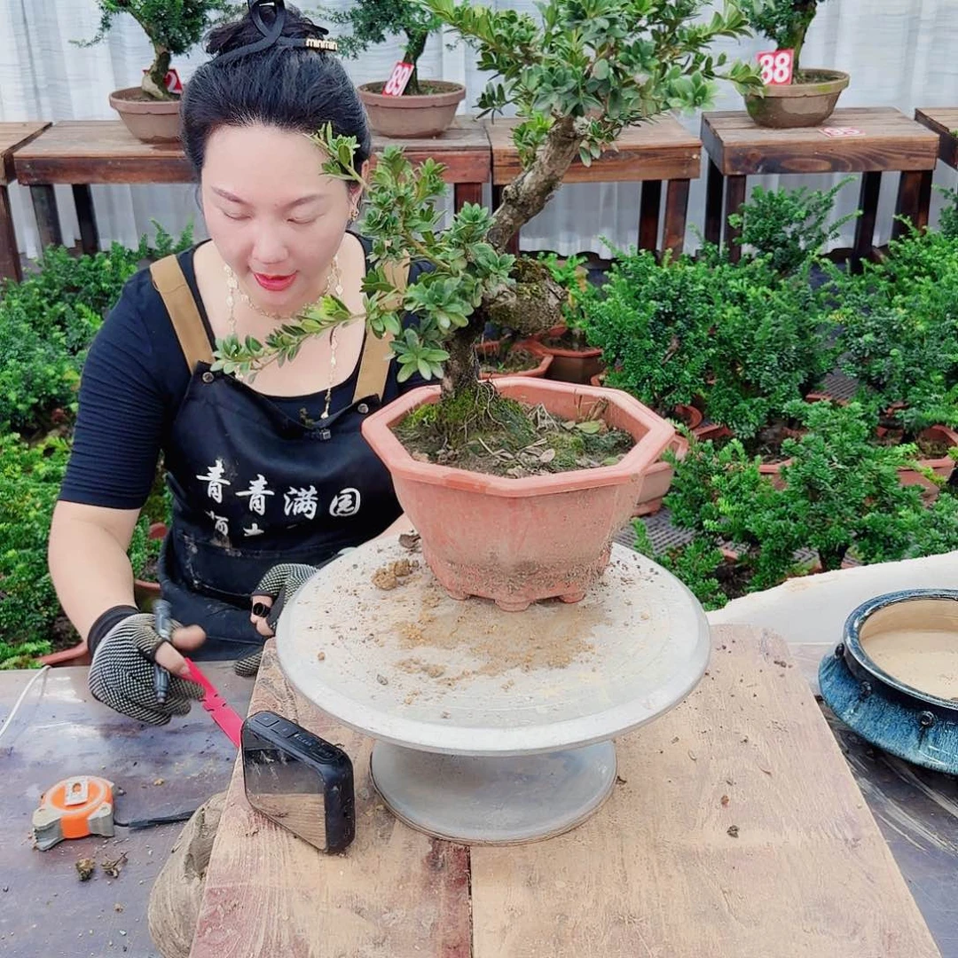 无花朵罗汉松一物一拍888