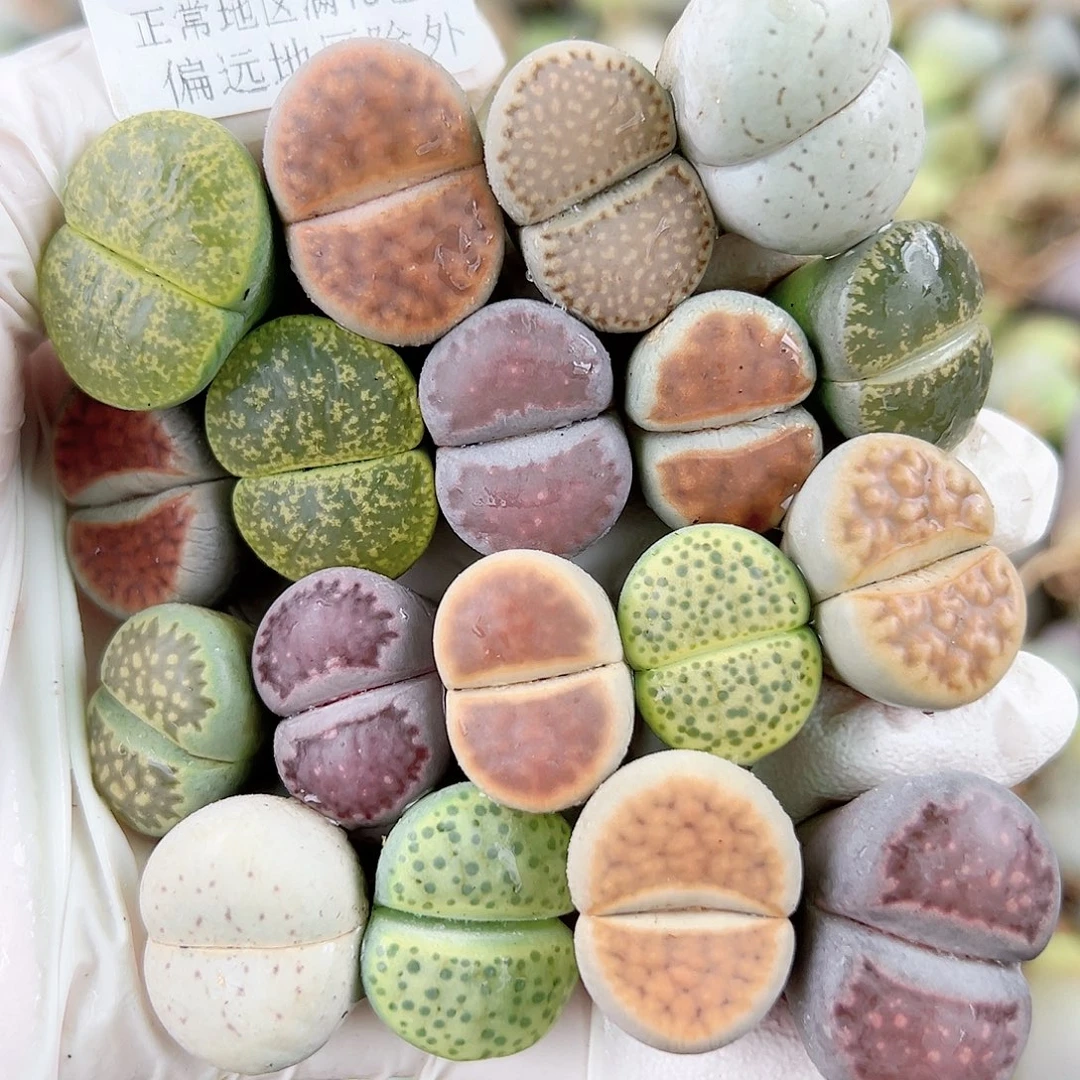 5515 好养易活生石花大母本18个