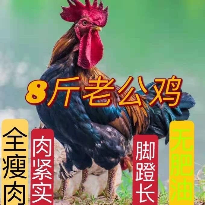 3年老公鸡8斤自家散养跑山鸡溜达土鸡