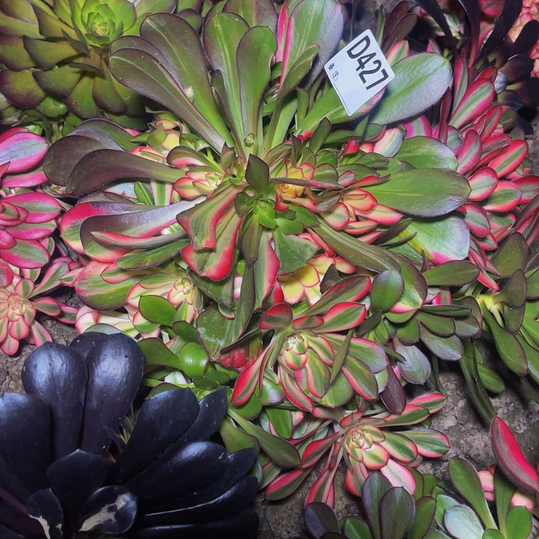 花蝴蝶法师28/-20包邮