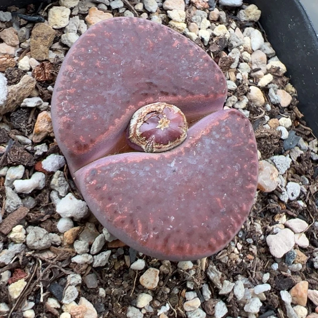 11.5好看的多肉脱土发货411