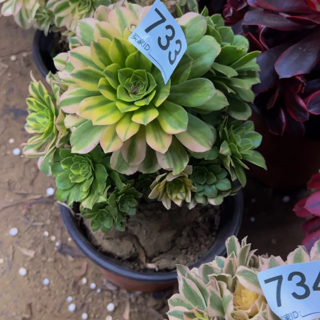 733五彩琉璃多肉植物