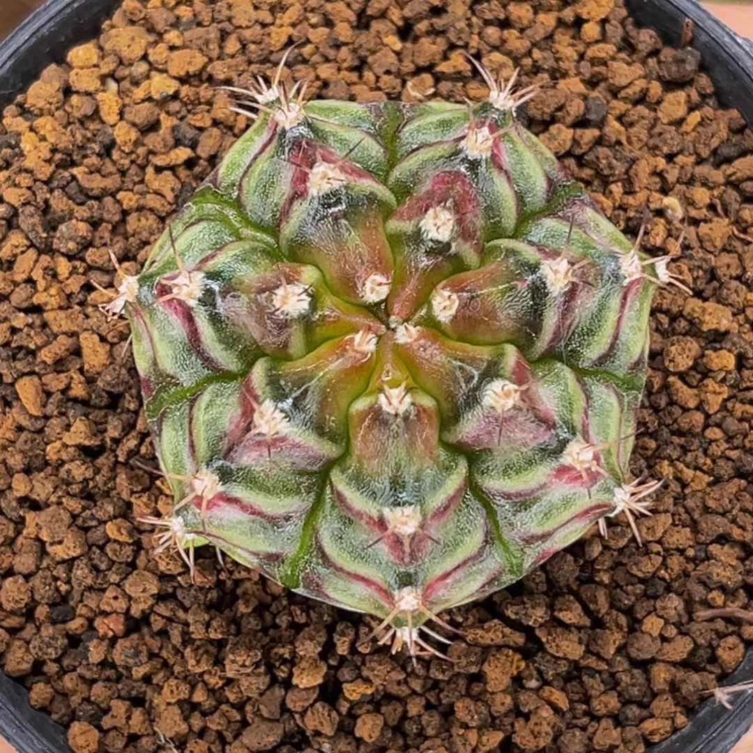 海神轮回 米哈仙人球