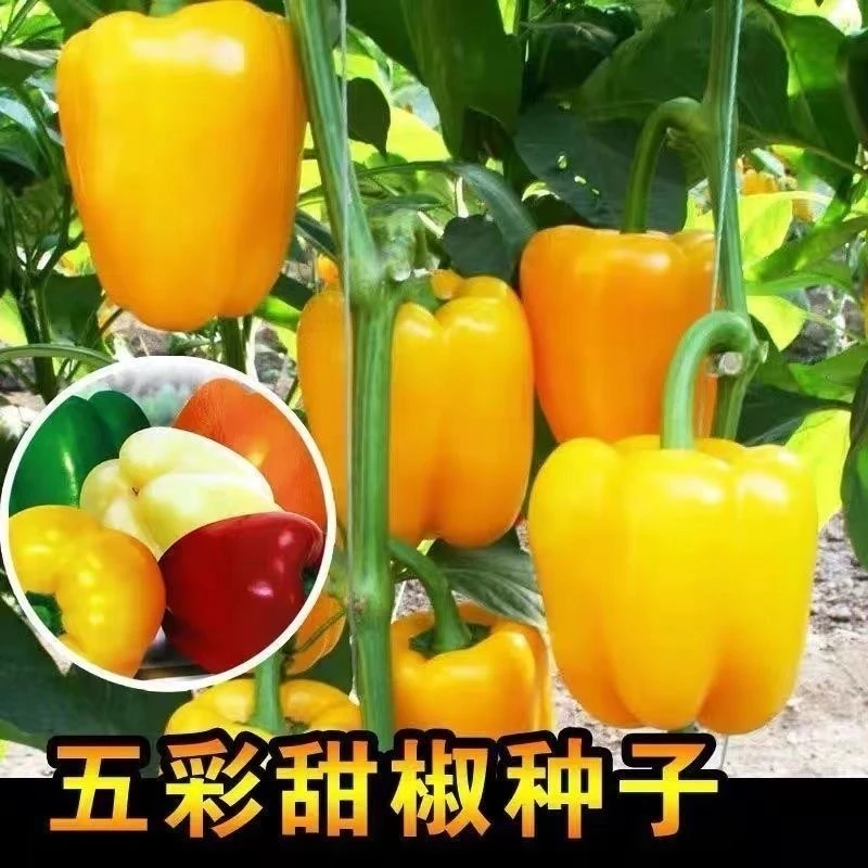 五彩甜椒种子彩色黄青椒农家四季盆栽辣椒五彩春夏秋季南方蔬菜种
