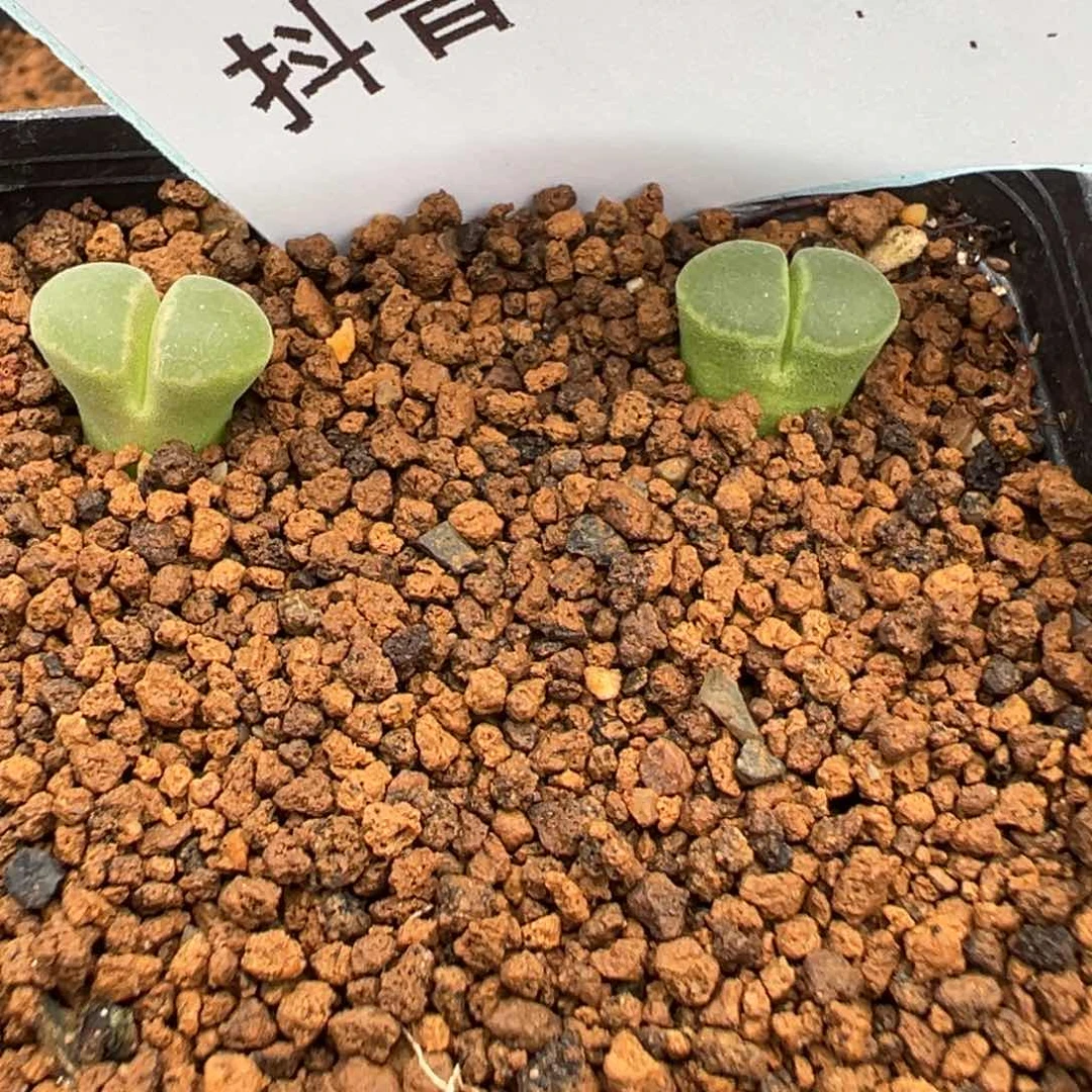 12-62肉锥多肉植物，