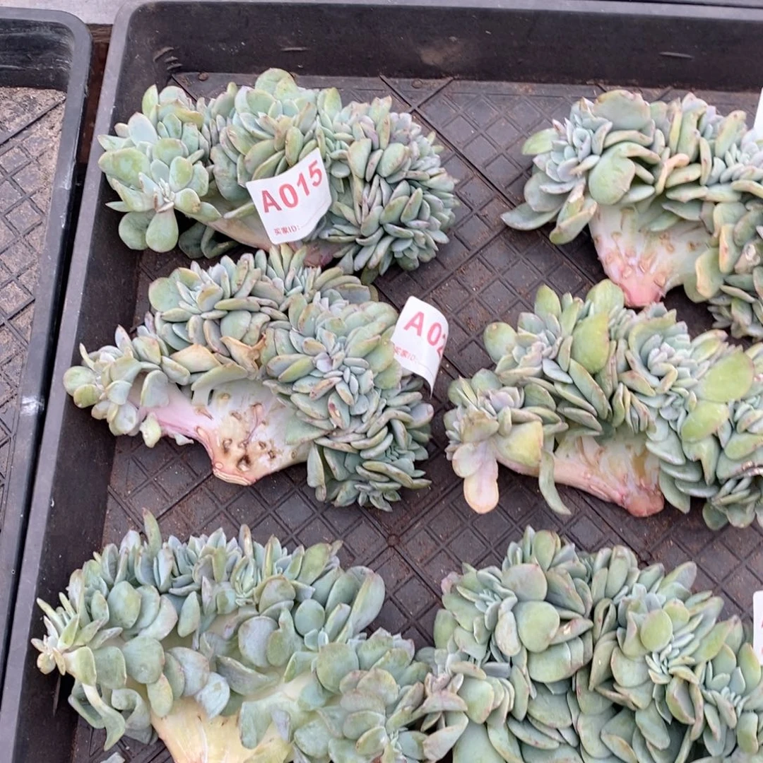 燕***子婆婆的专属链接！，！