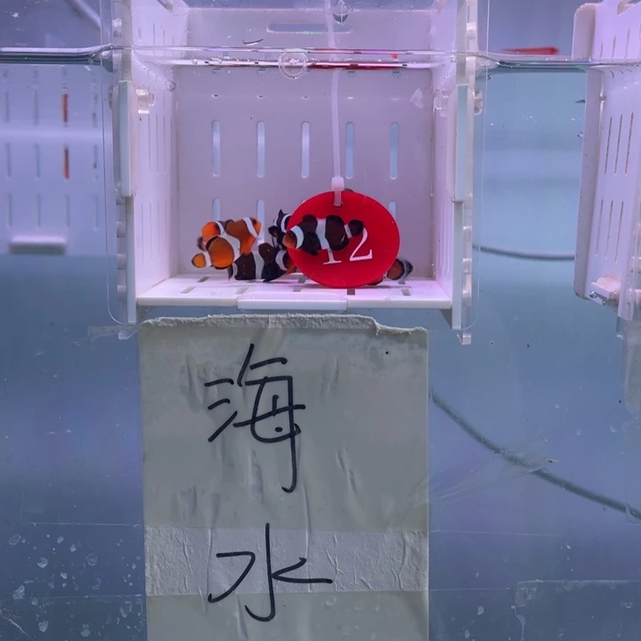 海水鱼瑕疵混搭10条2.5-3