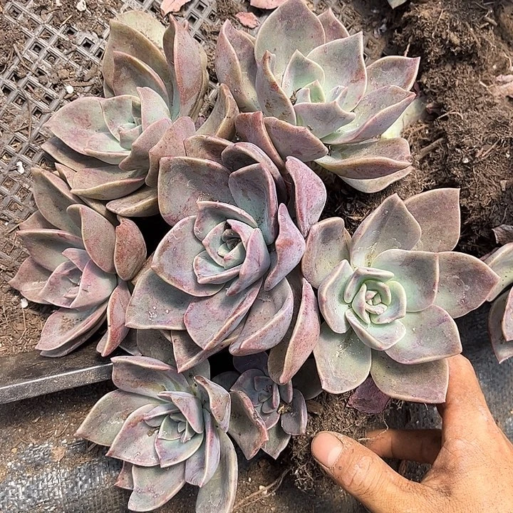 旭鹤3颗9.99多肉植物