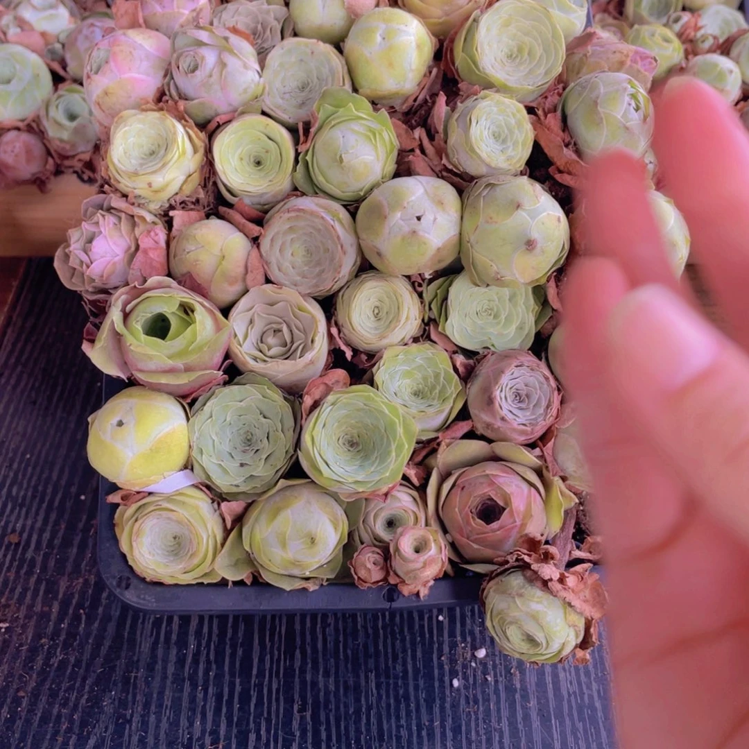 保底三十二颗量拍8888888