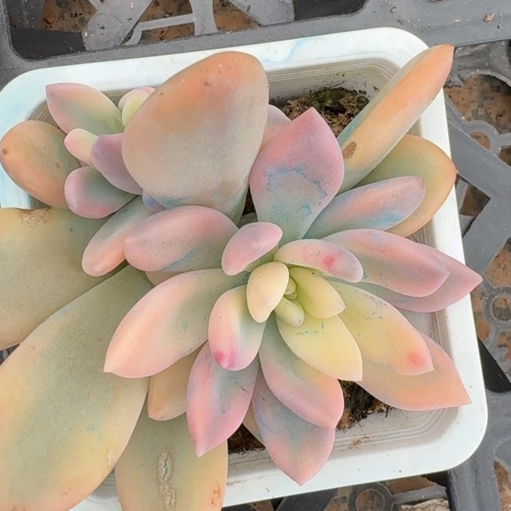 奥普底座一物一拍