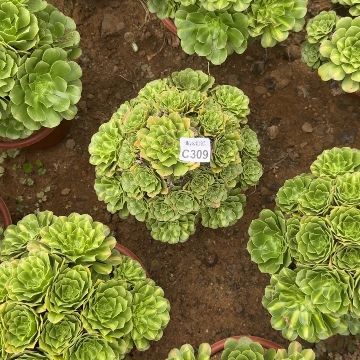 309 多肉植物不包断枝