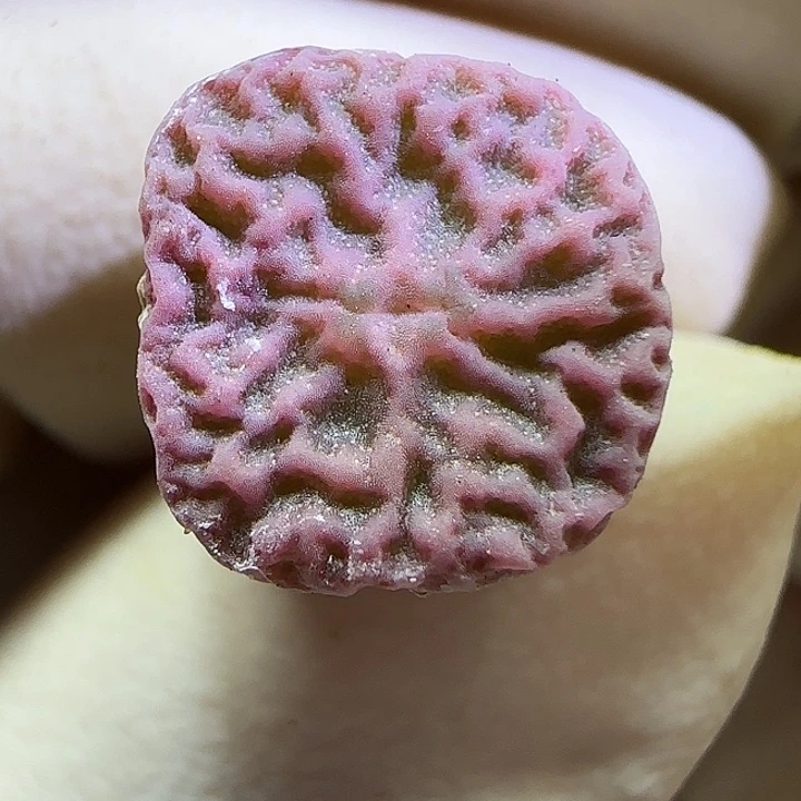 077超级烧麦优选福利