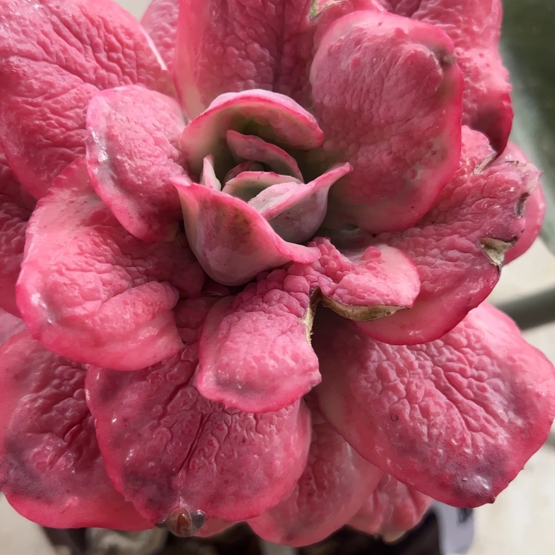 狂野男爵多肉植物嫁接