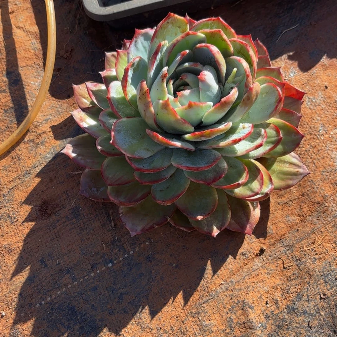 ****燥哈哈哈哈哈哈哈哈就