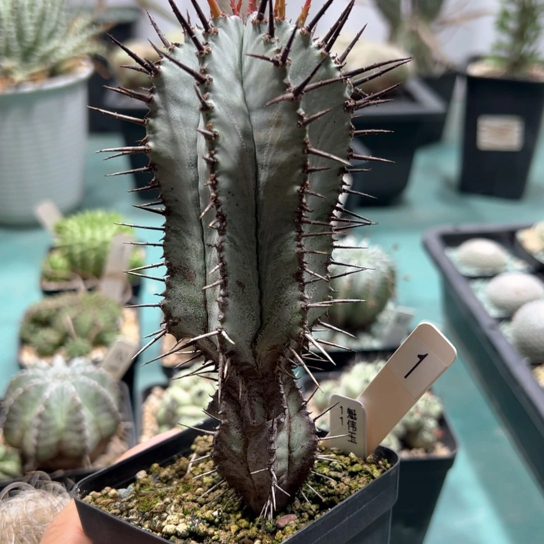 魁伟玉 1号 侧芽繁殖脱土发货