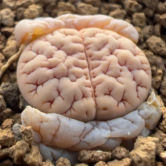 189红睫毛一颗324。