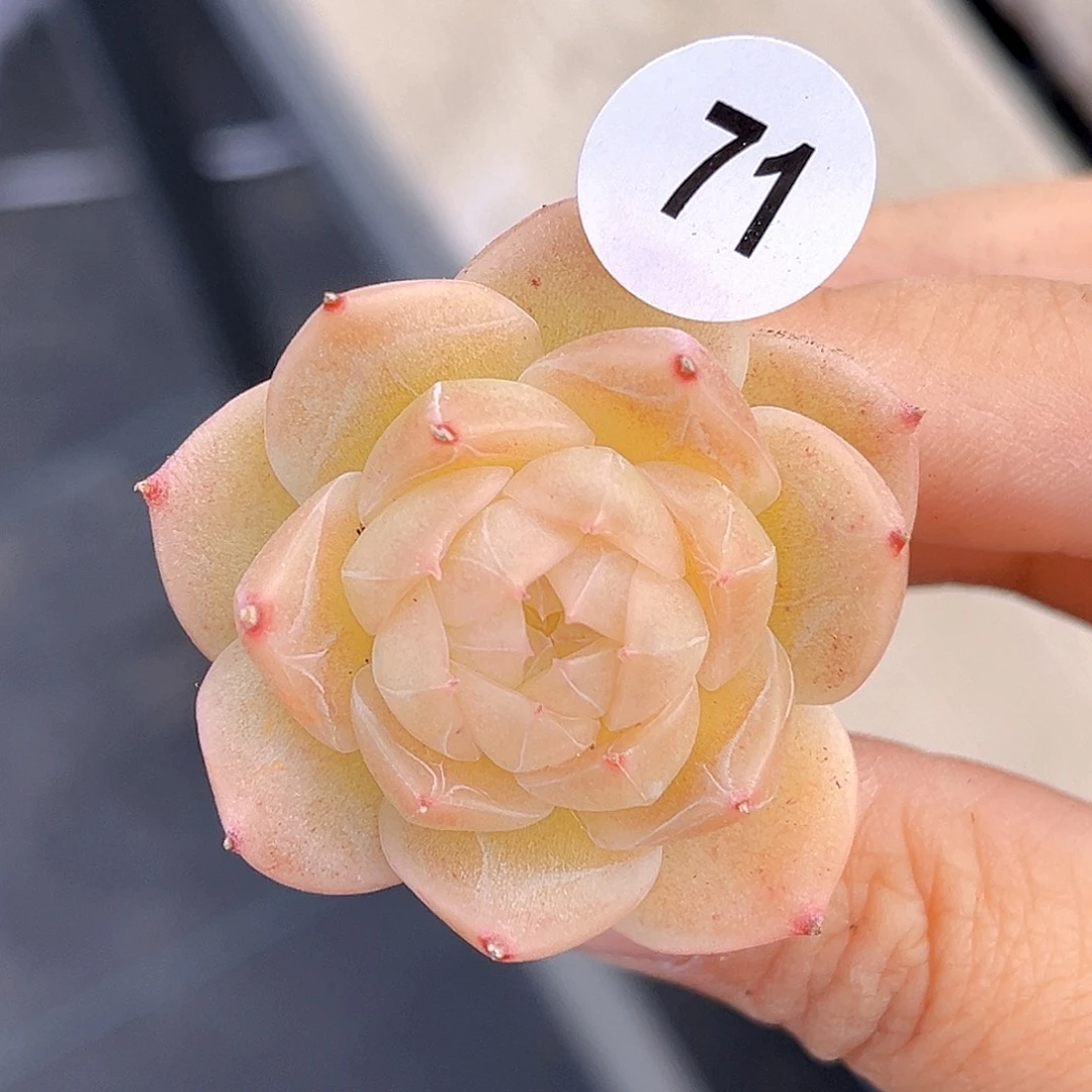 71  新品珍妮 满18包邮