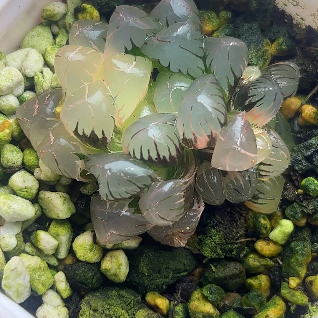 冰灯锦十二卷多肉植物