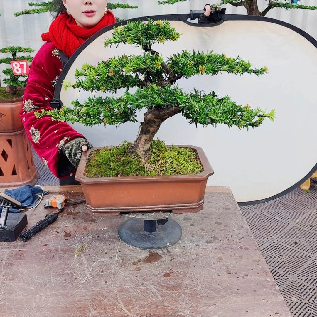 阳***阳无花朵罗汉松一物一拍888