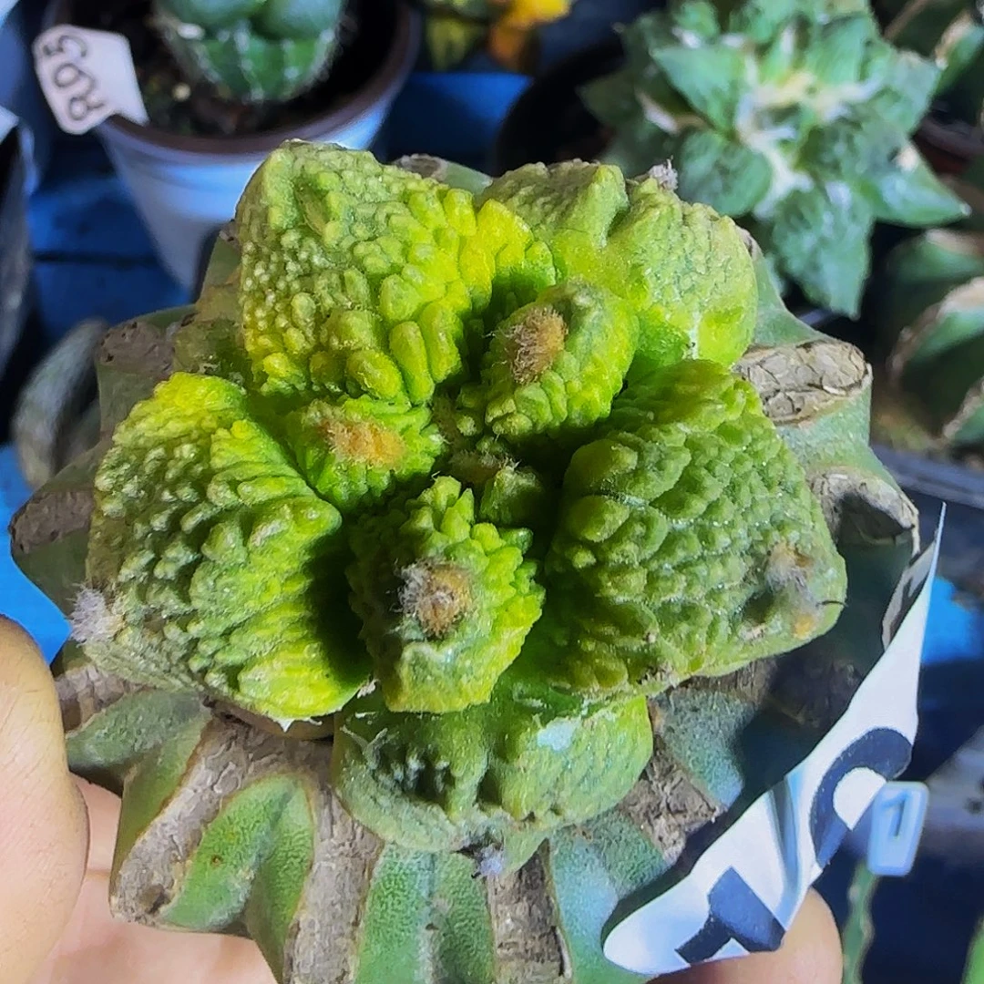 哥斯拉锦104仙人球开花