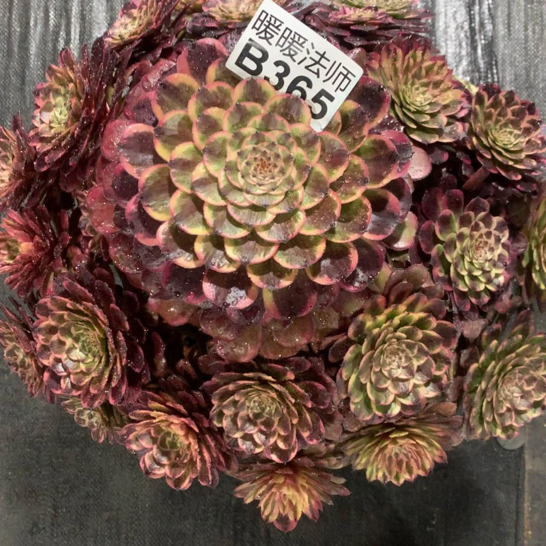 紫砂茶杯B365–奢香夫人99福利福利