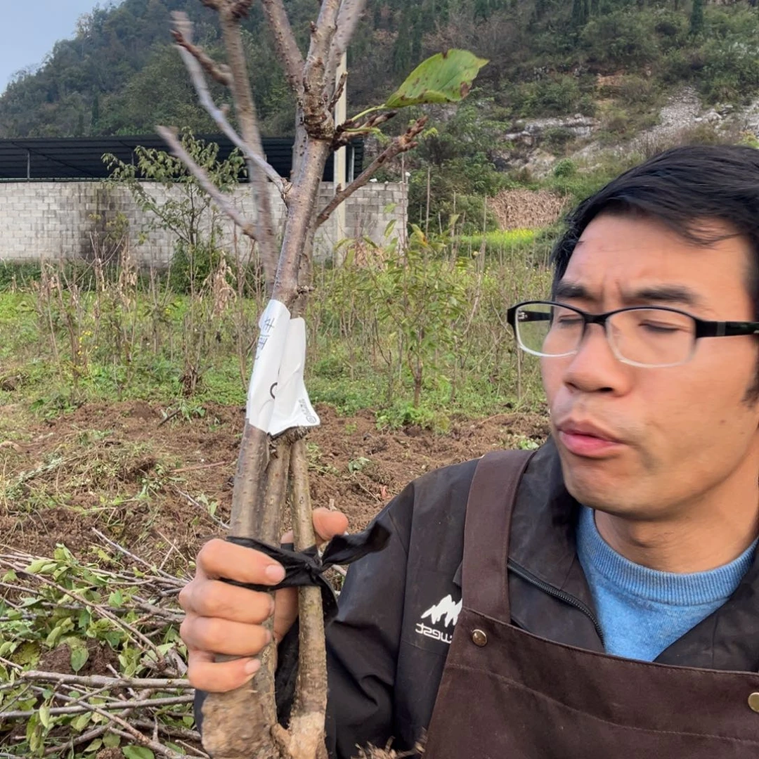 当前无花栽培后可以开花29不包活