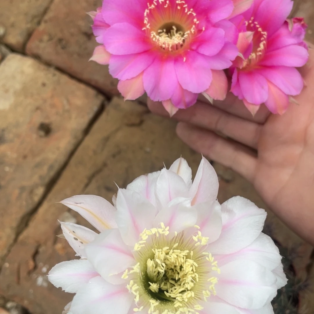 50号51 号实生彩草，球小瑕疵一物一拍，脱土摘花发货，满20包邮