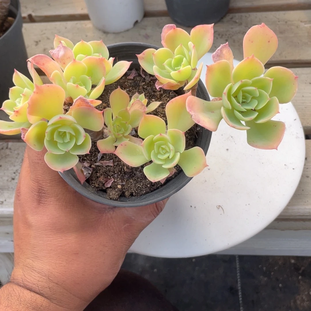 1614  柠檬玫瑰  六月六