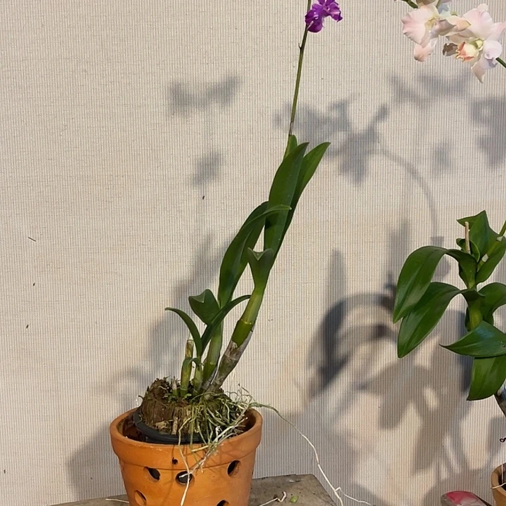 当前无花朵，栽培后可花朵三唇红泼墨羚羊925