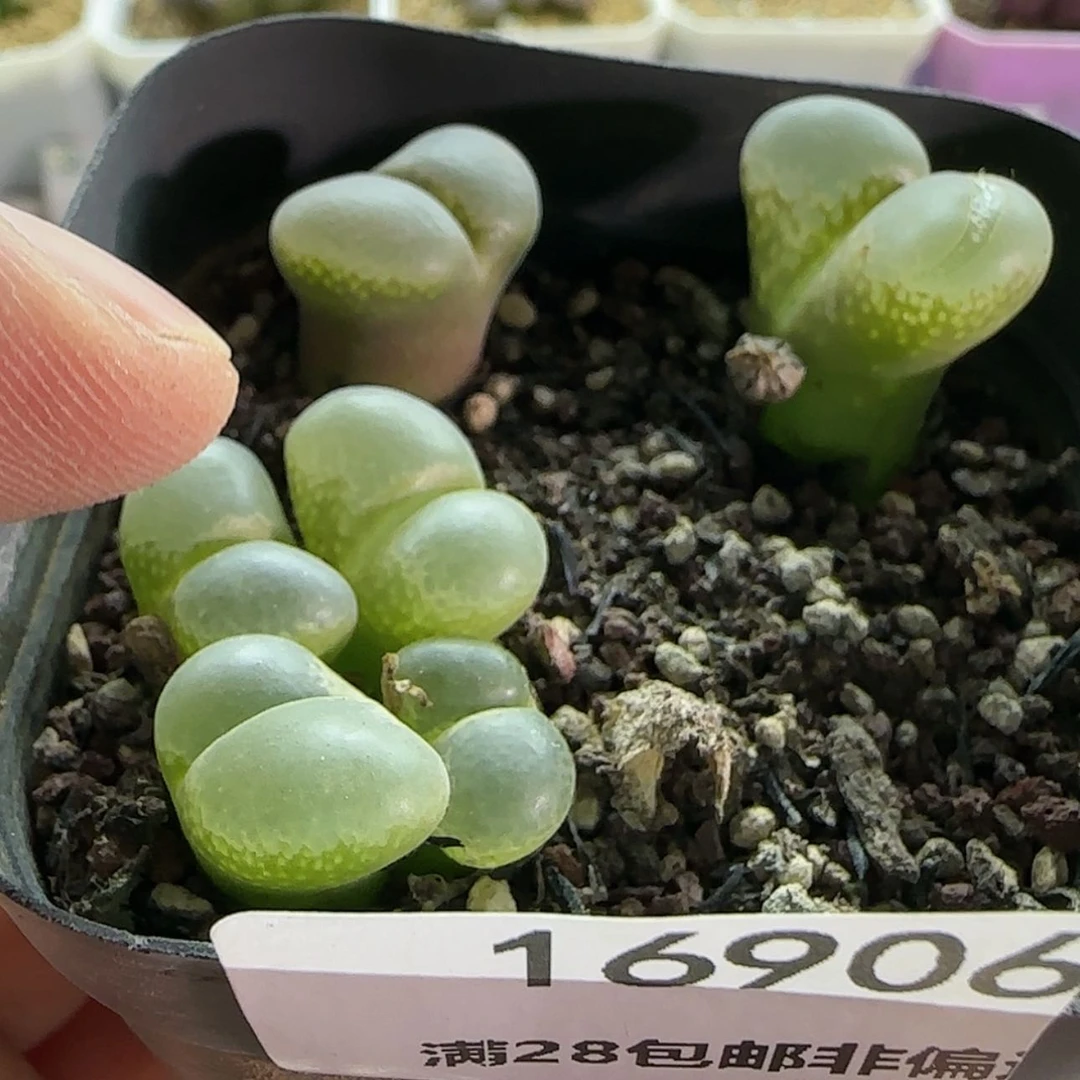 【闪购商品】16906