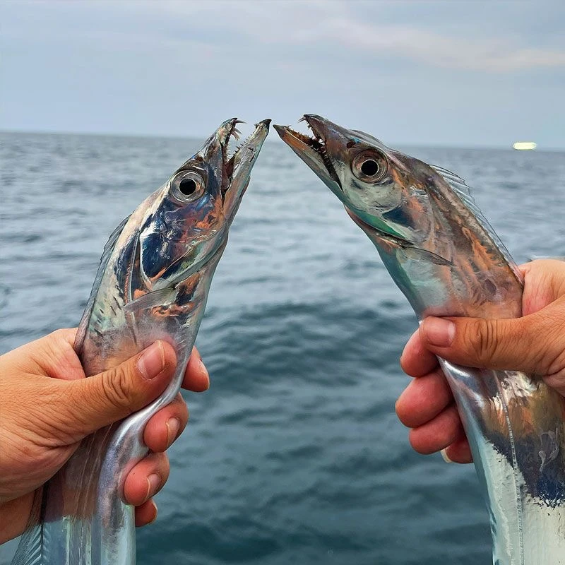 舟山带鱼钓带野生海钓带鱼