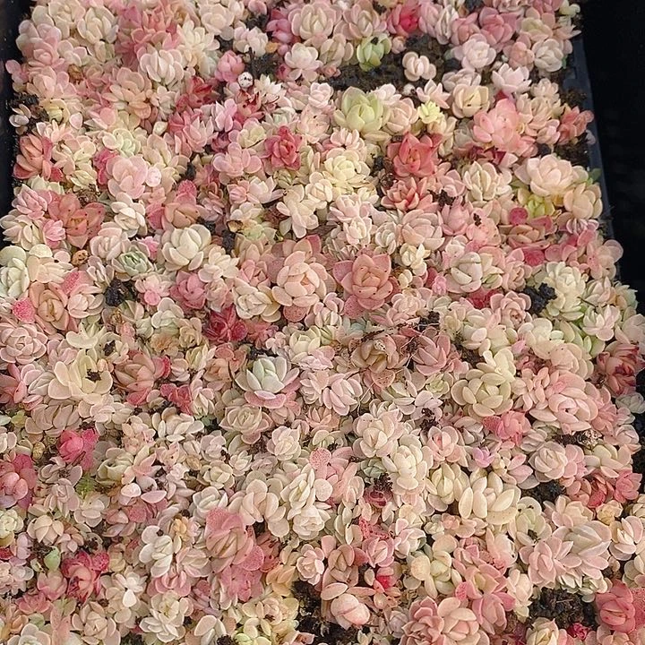 81 多肉植物盆栽花卉植物