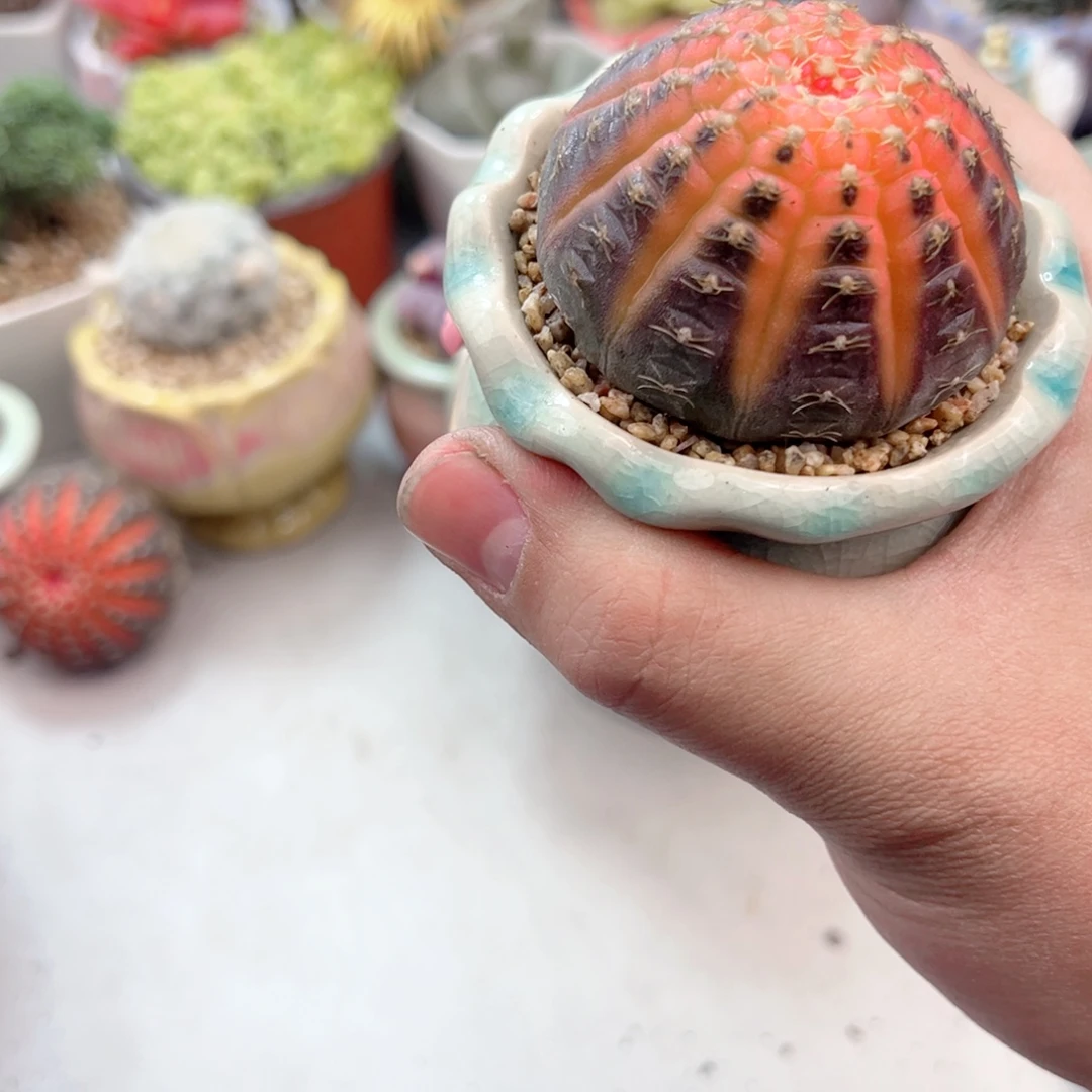 西瓜球多肉植物111