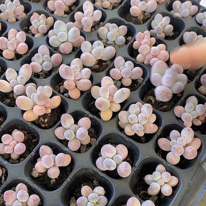 126 多肉植物盆栽花卉