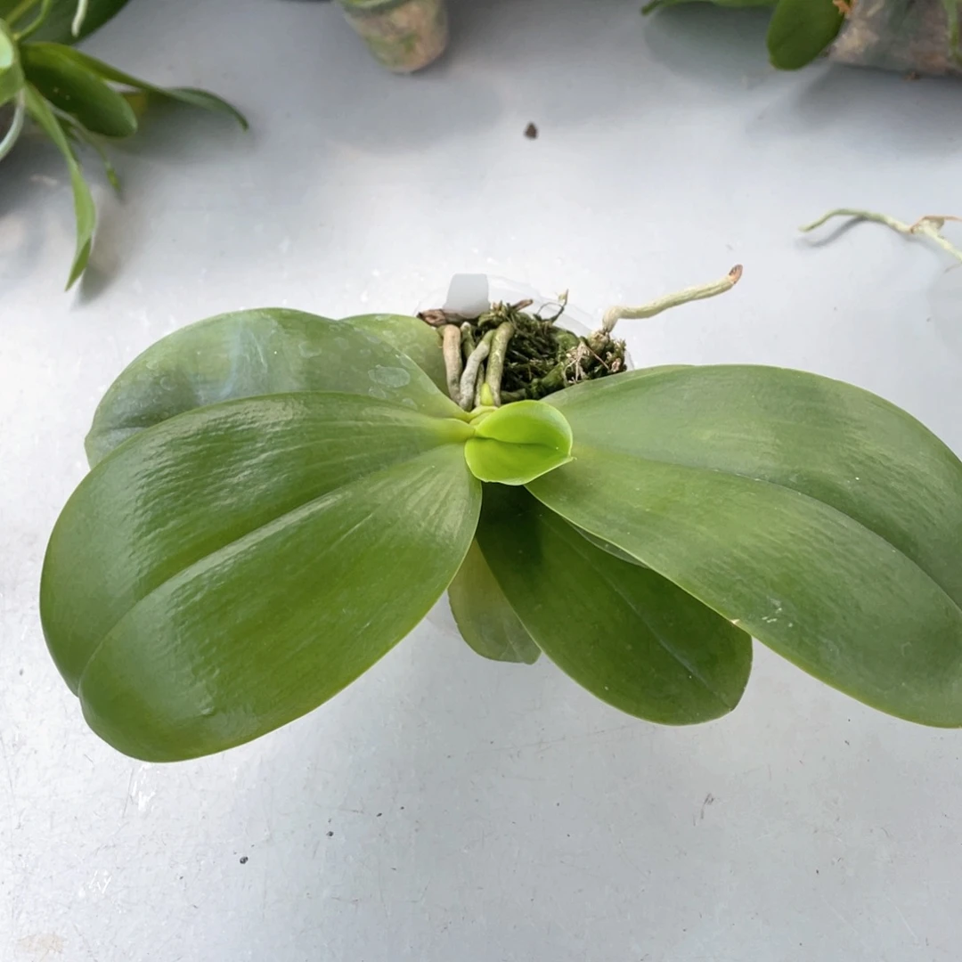 当前无花栽培后可以开花【梦想美玉】双苗