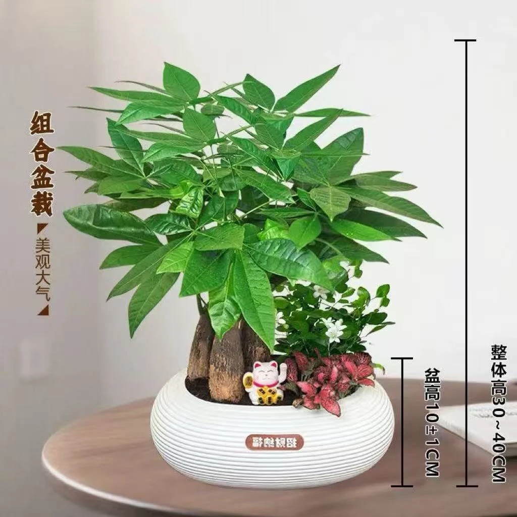 【发财树组合盆栽】（30~40CM）九里香网纹草办公桌面盆栽常青好养物