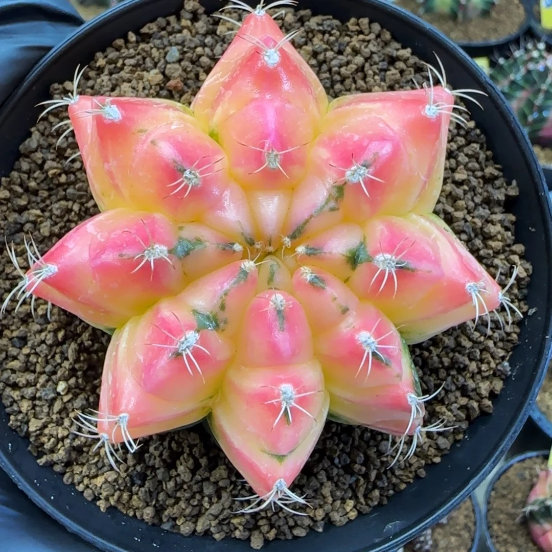 泰系粉透透米哈锦下播福利