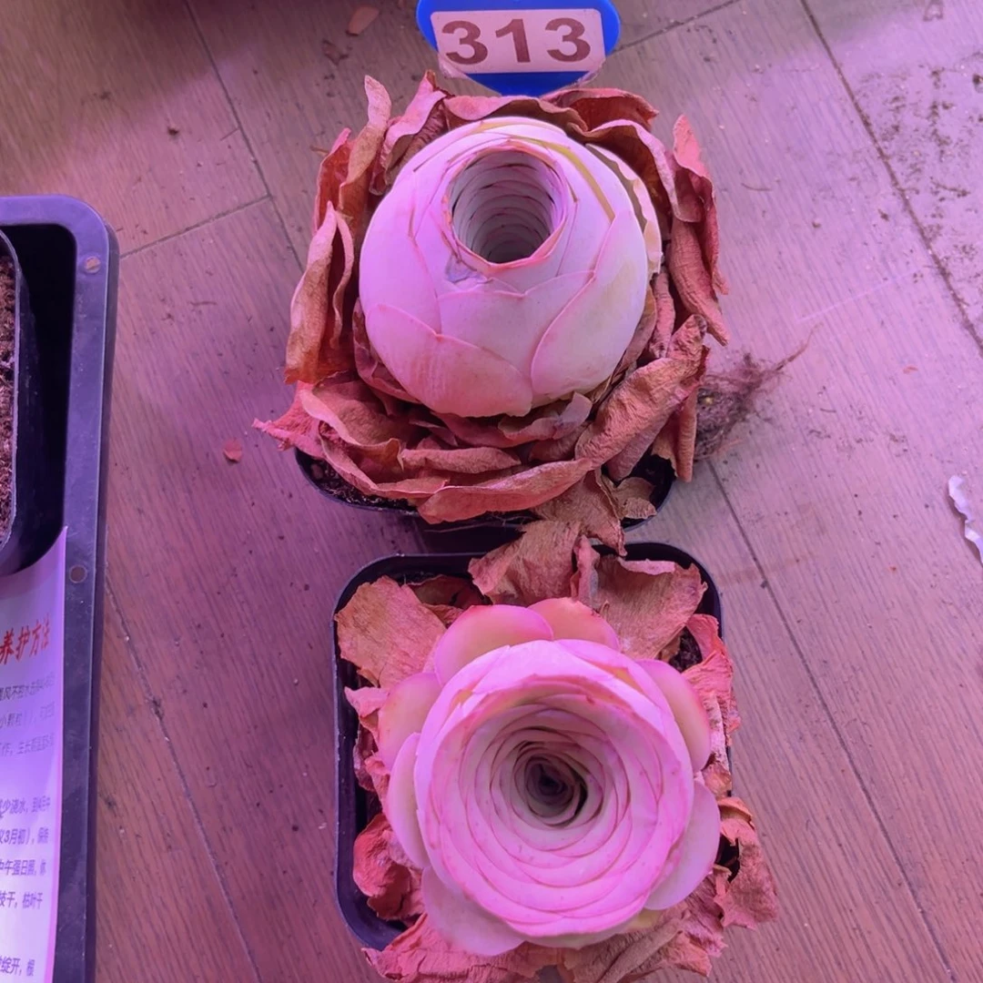 盛夏玫瑰一物一拍313