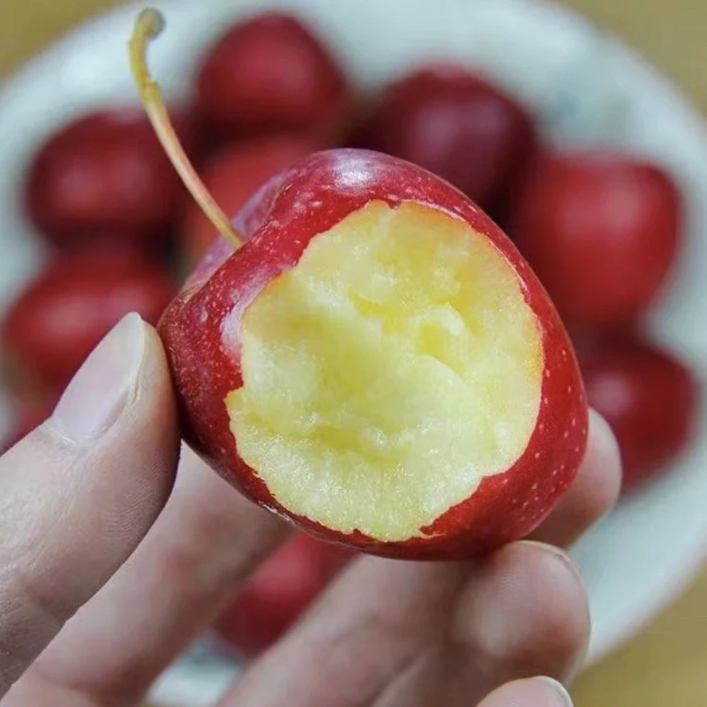 嫁接香妃海棠鸡心果果树抗寒果树苗南北方通种