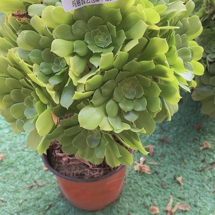 【闪购商品】柳**明400绿玫瑰2-9