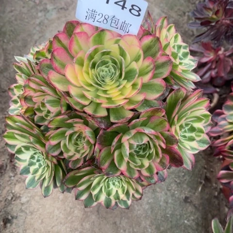 海王多肉多肉5148