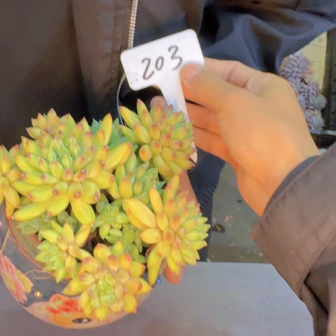 恩***宝多肉植物和植物等植物