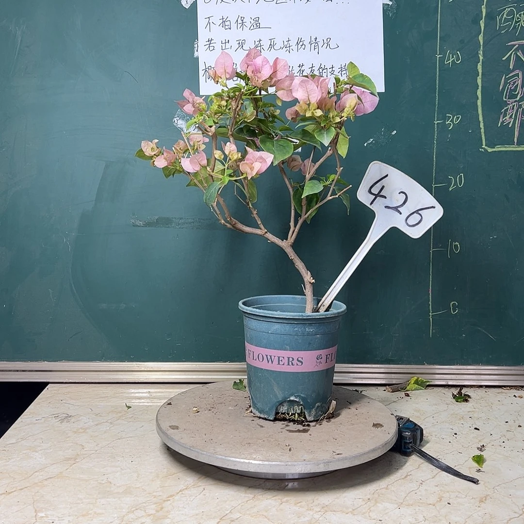 完全开放 福利 暗斑丽人  426