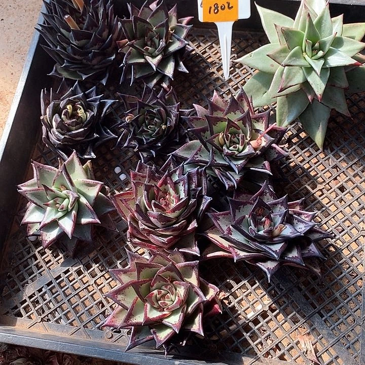 花****熊1802————直播福利10个侧芽