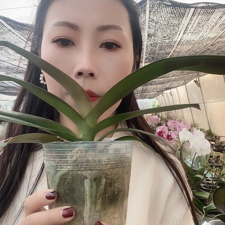 无花朵春日暖阳蝴蝶兰